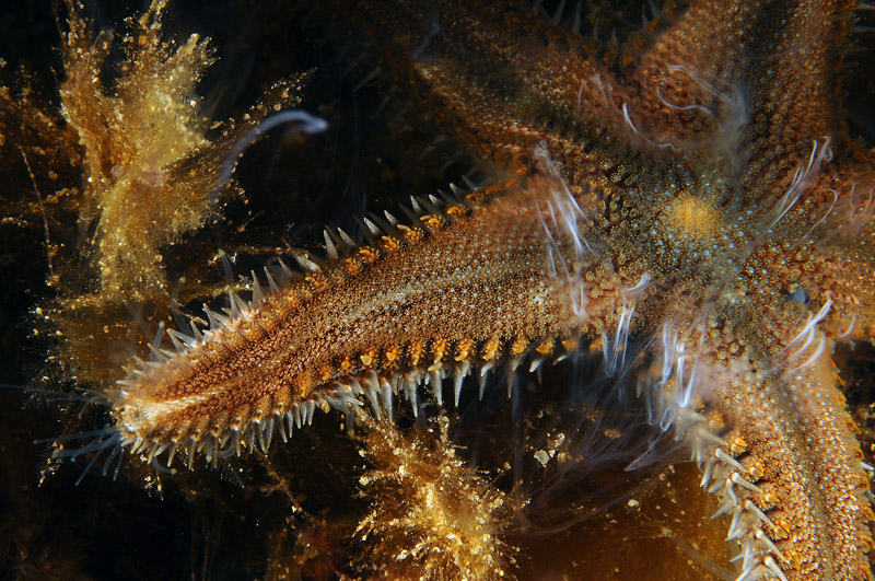 Astropecten spinulosus in riproduzione